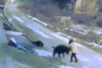 Video: Lợn rừng đến tận nhà tấn công, người đàn ông thiệt mạng
