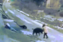 Video: Lợn rừng đến tận nhà tấn công, người đàn ông thiệt mạng