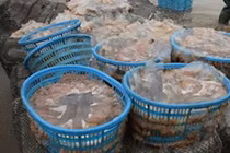 Kinh hoàng phát hiện sứa giả Trung Quốc làm từ chất lạ