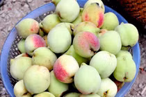 Dù đào đang vào mùa nhưng những người này tuyệt đối không ăn nhiều