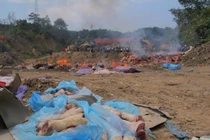 Hàng trăm tấn thịt đông lạnh 40 năm bị thiêu 