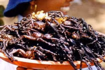 Thử can đảm nhậu... nhện đen chiên giòn