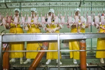 Kinh hoàng công nhân bị ép điên cuồng, đóng bỉm khi làm việc