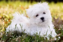 11 giống chó tuyệt vời nhất thế giới