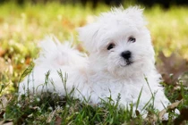 11 giống chó tuyệt vời nhất thế giới