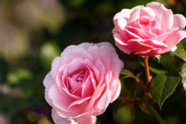 3 con giáp đón Thần Tài, rước quý nhân, kiếm tiền về đầy túi