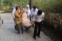 Phát hiện thêm ổ dịch tả lợn Châu Phi mới tại Thừa Thiên - Huế