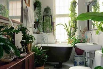 Trang trí cây cảnh cho phòng tắm