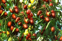 Tận mục giống táo dại Hàn Quốc gây sốt thị trường Việt