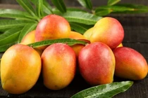 Cận cảnh loại xoài nhìn giá đến nhà giàu cũng phải “câm nín”