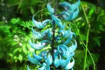  Những “kỳ hoa dị thảo” quái lạ nhất thế giới (3)