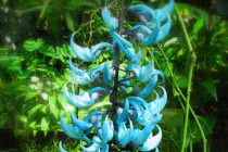  Những “kỳ hoa dị thảo” quái lạ nhất thế giới (3)