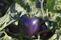 Tận mục giống cà chua tím đẻ ra tiền