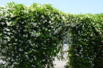 10 loại cây cảnh “vàng” nên trồng trên tường nhà