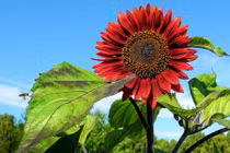 Săn lùng hạt giống hoa hướng dương đỏ rực 