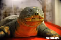 Cận cảnh tiêu bản cụ rùa Hồ Gươm chết cách đây 3 năm