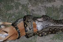 Kinh hoàng trăn “quái vật” nuốt chửng con mồi “khủng“