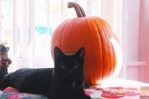 7 điều kiêng kỵ cần phải tránh trong ngày Halloween