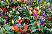 Thích thú với ớt cầu vồng bắt mắt