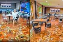 Quán cà phê vừa dùng đồ uống vừa ngắm cá Koi bơi lội dưới chân