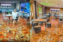 Quán cà phê vừa dùng đồ uống vừa ngắm cá Koi bơi lội dưới chân