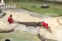 Thót tim cảnh cá sấu suýt... lấy đầu người 