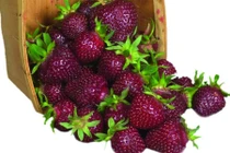 Tận mục giống dâu tây Mỹ tím đỏ siêu bắt mắt 