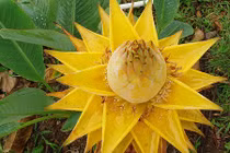 Chuối tài lộc giá 200.000 đồng/hạt giống sốt xình xịch