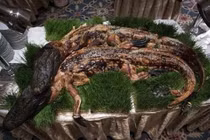 Hãi hùng thực đơn khoái khẩu kinh dị của đại gia