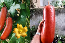 Mãn nhãn dưa chuột vỏ đỏ ruột vàng khổng lồ cực lạ 