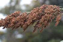 Giống cây “vàng” Nhật Bản trồng tại Việt Nam có gì độc?