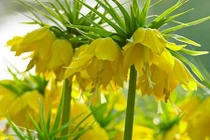 Hoa vương miện hoàng đế 350.000 đồng/củ gây sốt