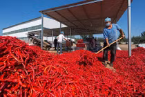 Mãn nhãn hình ảnh những mùa vụ bội thu, kiếm bạc tỷ