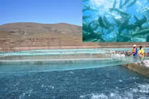 Kỳ dị trang trại nuôi cá hồi trên núi