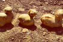 Siêu thị hốt bạc với hoa quả rau củ kỳ quặc