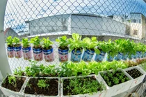 Vườn rau siêu rẻ, siêu đẹp của bố bỉm sữa 9X