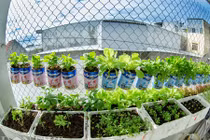 Vườn rau siêu rẻ, siêu đẹp của bố bỉm sữa 9X