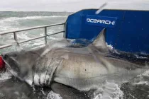 Những thủy quái khủng bị con người chinh phục (13)