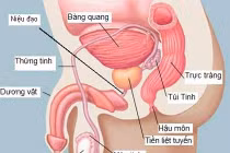 Nam giới càng lớn tuổi, càng dễ mắc ung thư tiền liệt tuyến
