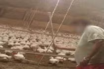 Cảnh hành hung động vật kinh hoàng ở các trang trại khổng lồ