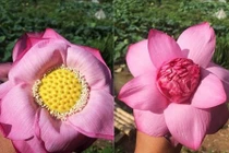 Cách phân biệt hoa sen để tránh mua hớ hoa quỳ