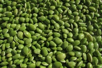 Những lợi ích không ngờ của đậu Hà Lan