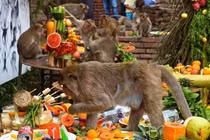 Tiệc buffet cho khỉ có 1-0-2 trên thế giới