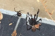 Video: Khóa học lạ kỳ để chiến thắng nỗi sợ nhện