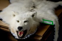 Ảnh hiếm nơi đấu giá lông thú lớn nhất thế giới