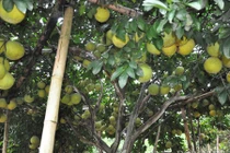 Những vườn bưởi thu tiền tỷ của lão nông Việt