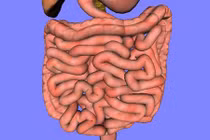 Những bí mật thú vị bên trong hệ thống tiêu hoá của con người