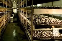 Tận mục dây chuyền sản xuất nấm rơm