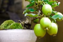 Ngắm chậu bonsai hoa quả mini siêu đẹp mắt