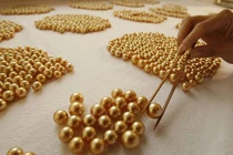 Ghé thăm vùng đất chuyên nuôi ngọc trai vàng quý hiếm